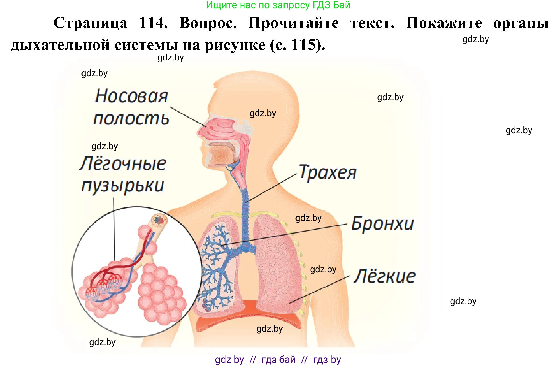 Человек и мир, 3 класс Учебник, авторы: Трафимова Галина Владимировна, Трафимов Сергей Анатольевич, издательство Академия образования, Минск, 2025, голубого цвета, страница 114, Решение