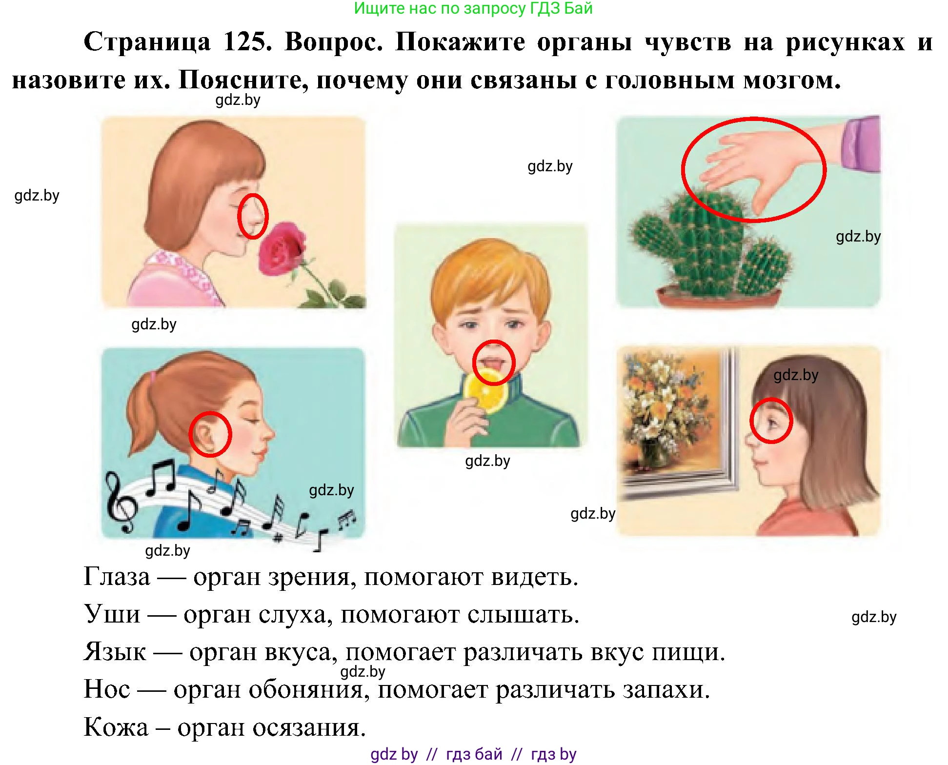 Человек и мир, 3 класс Учебник, авторы: Трафимова Галина Владимировна, Трафимов Сергей Анатольевич, издательство Академия образования, Минск, 2025, голубого цвета, страница 126, Решение