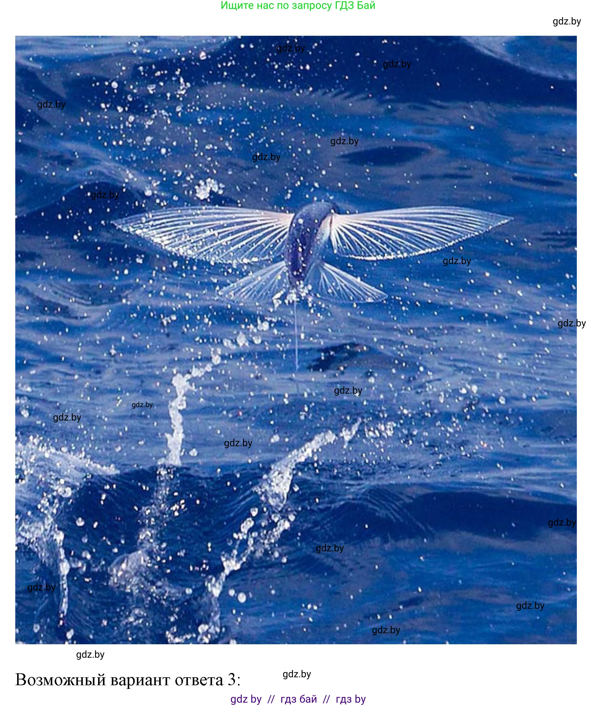 Английский язык (english), 5 класс Учебник (Student's book), авторы: Лапицкая Людмила Михайловна (Lapitskaya Ludmila), Калишевич Алла Ивановна, Севрюкова Татьяна Юрьевна, Седунова Наталья Михайловна (Sedunova Natalia), издательство Вышэйшая школа, Минск, 2020, Часть 2, страница 127, номер 3, Решение 1 (продолжение 3)