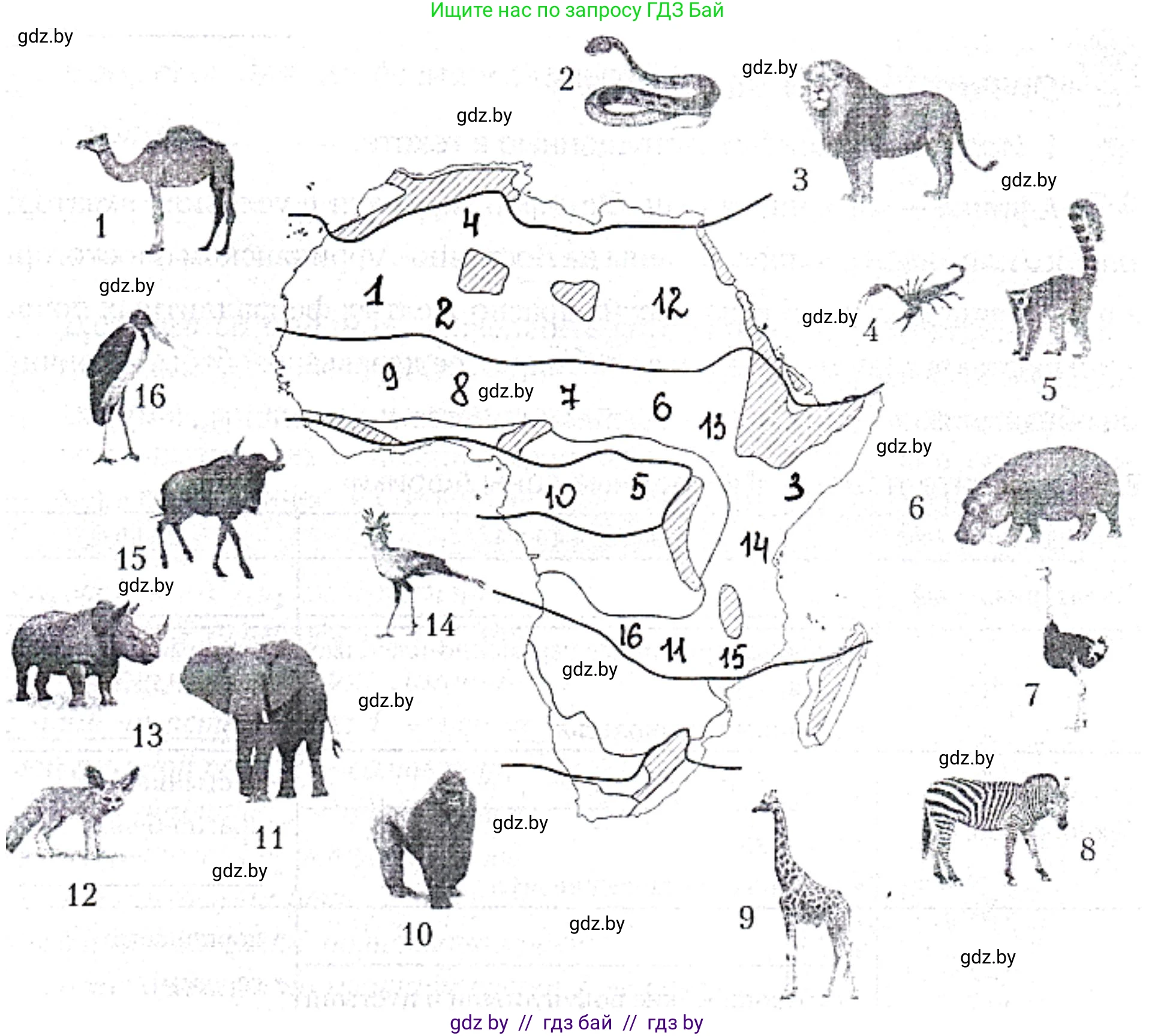 География, 7 класс рабочая тетрадь, авторы: Кольмакова Елена Генадьевна, Сарычева Ольга Владимировна, Тарасенок Елена Николаевна, издательство Аверсэв, Минск, 2024, страница 42, номер 4, Решение