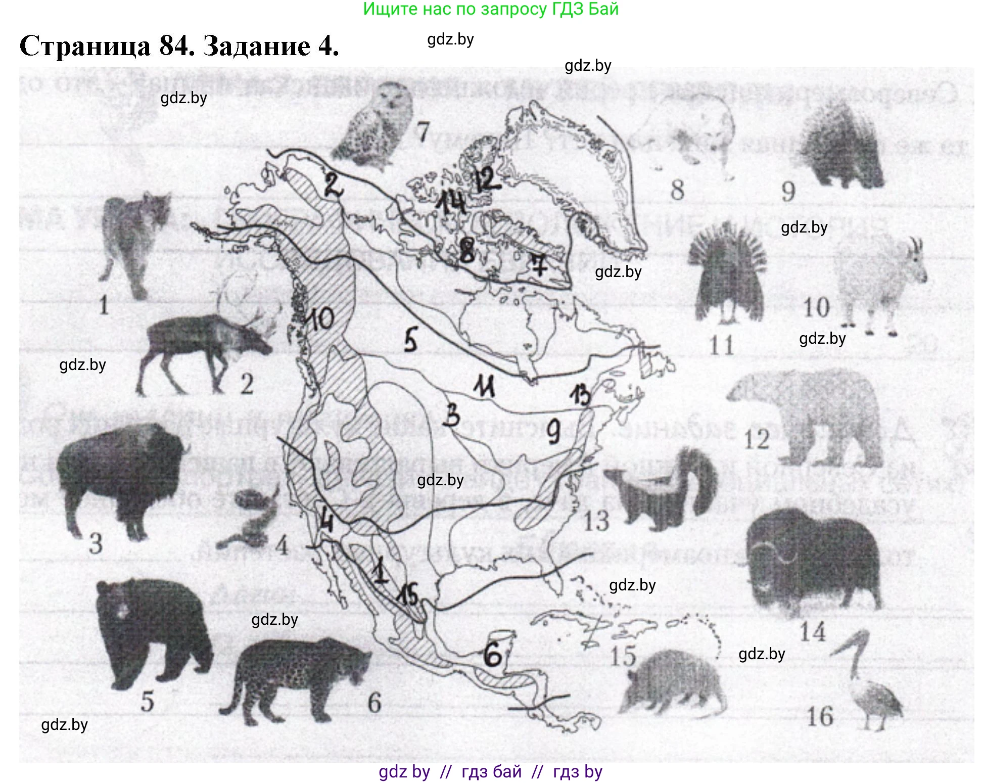 География, 7 класс рабочая тетрадь, авторы: Кольмакова Елена Генадьевна, Сарычева Ольга Владимировна, Тарасенок Елена Николаевна, издательство Аверсэв, Минск, 2024, страница 84, номер 4, Решение