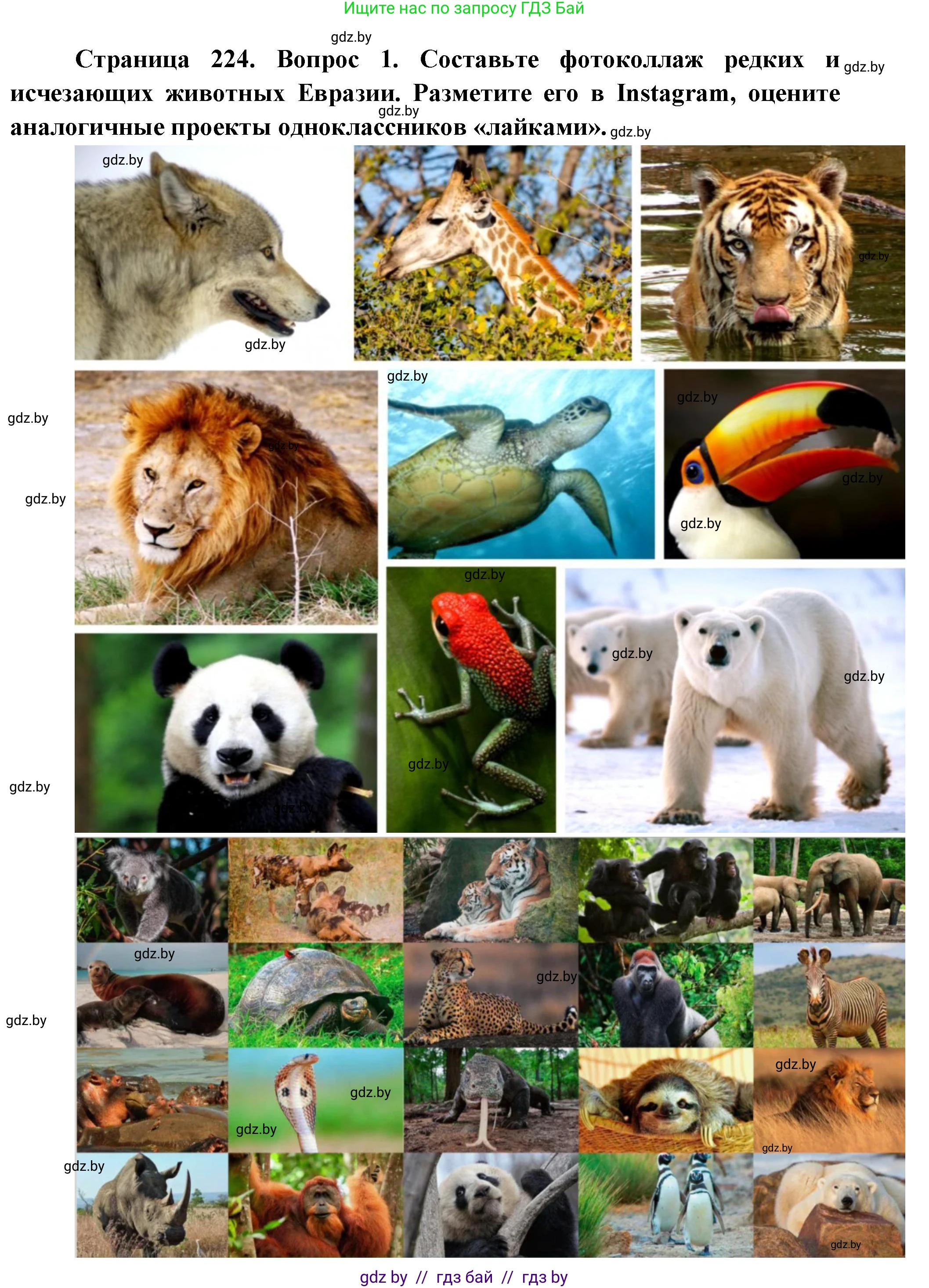 География, 7 класс Учебник, авторы: Кольмакова Елена Генадьевна, Лопух Пётр Степанович, Сарычева Ольга Владимировна, издательство Адукацыя i выхаванне, Минск, 2023, страница 224, Решение