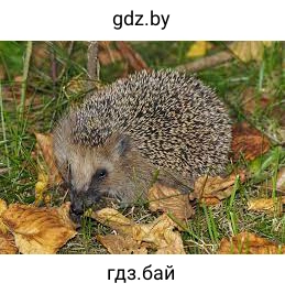 Вожык