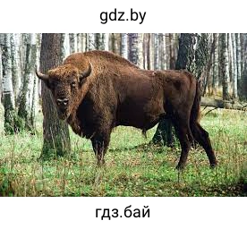 Зубр