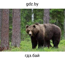 Мядзведзь 