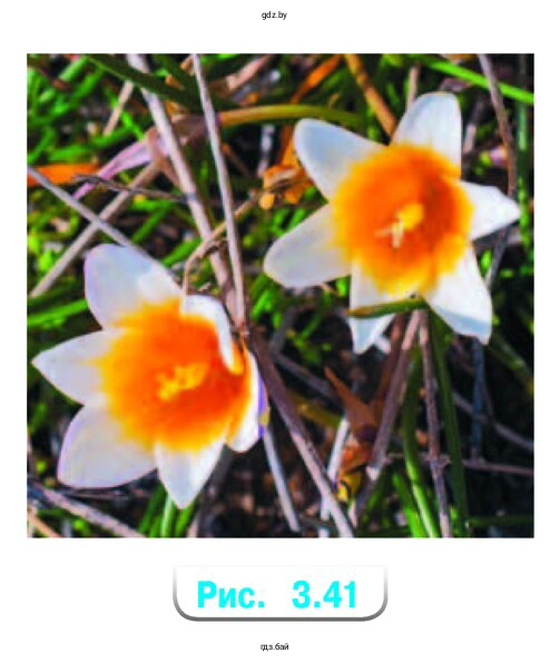 Изображение какого цветка на фотографии (рис. 3.41) симметрично? Какой вид симметрии можно предполагать?