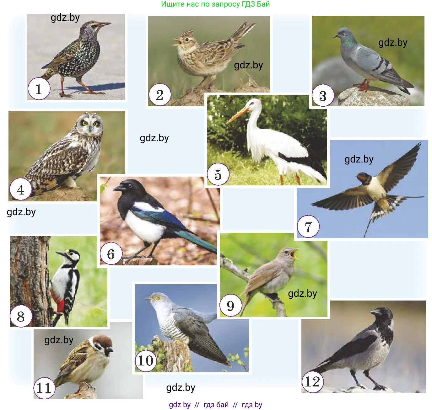 Немецкий язык (Deutsch), 6 класс Учебник (Schülerbuch), авторы: Будько Антонина Филипповна (Budjko Antonina), Урбанович Инна Ювинальевна (Urbanowitsch Ina), издательство Вышэйшая школа, Минск, 2020, бежевого цвета, страница 184, номер a, Условие (продолжение 2)