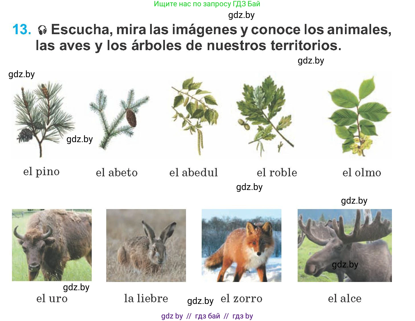 Испанский язык, 6 класс Учебник, автор: Гриневич Елена Карловна, издательство Вышэйшая школа, Минск, 2016, зелёного цвета, страница 229, номер 13, Условие