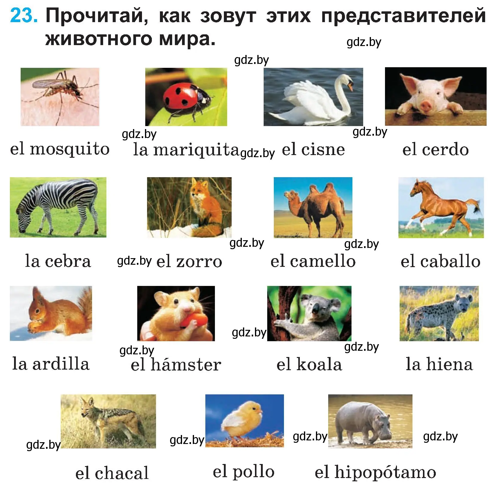 Условие номер 23 (страница 17) гдз по испанскому языку 3 класс Гриневич, Пониматко, учебник 1 часть